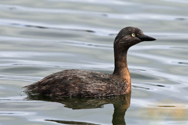 Dabchick