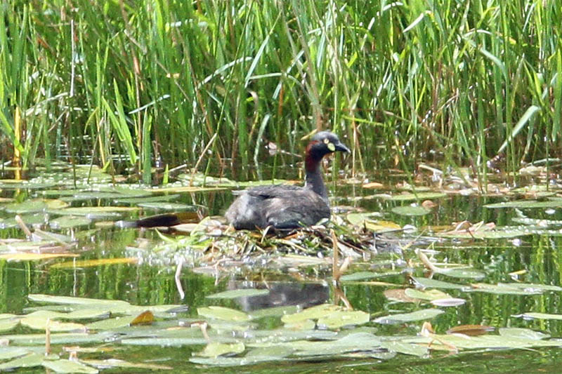 Little Grebe