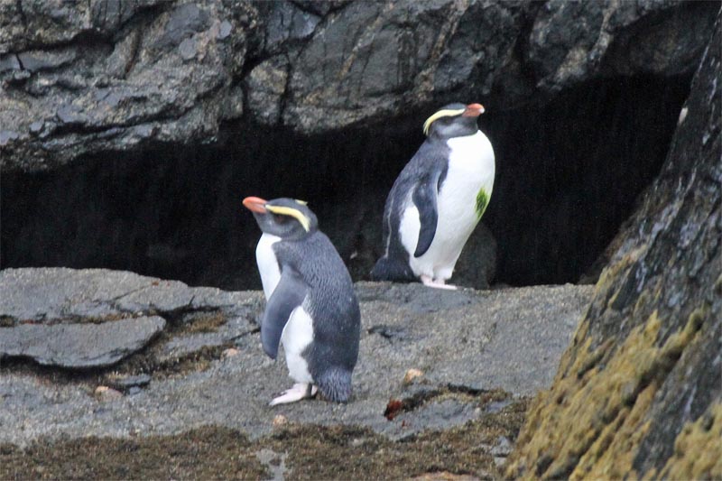 Fiordland Crested Penguin