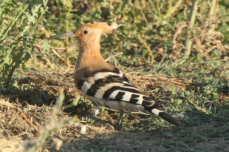 Hoopoe.jpg