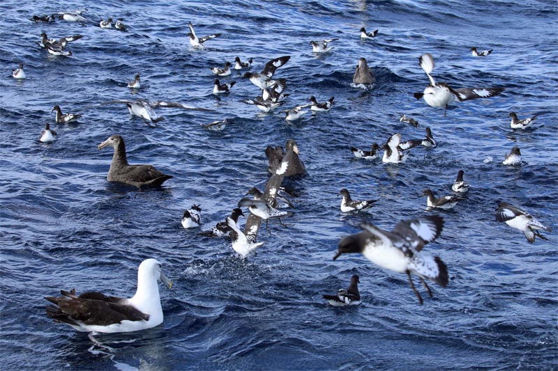 Kaikoura pelagic