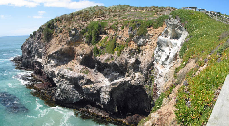 Panorama cliffs at Taiaroa Head