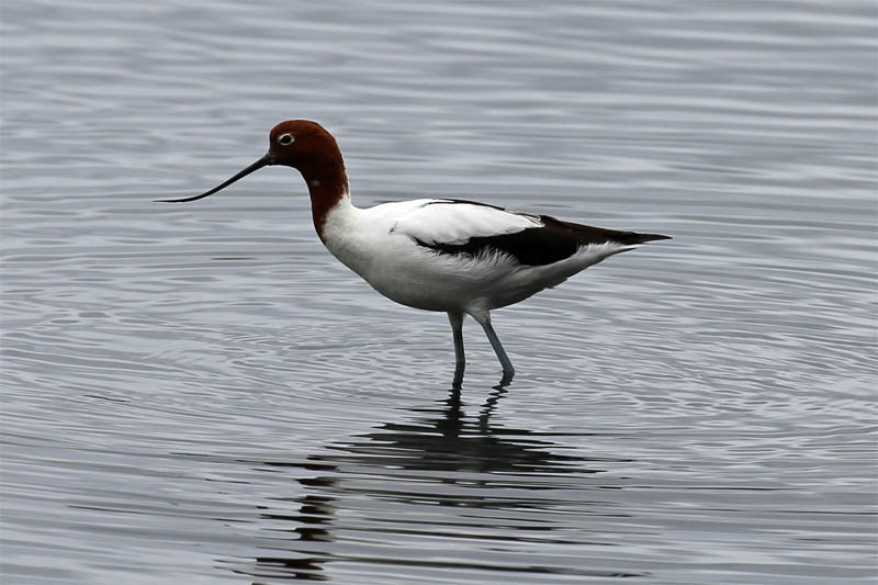 Red-necked Avocet