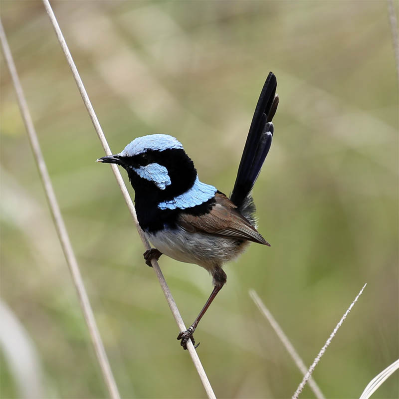 Superb Fairy-wren