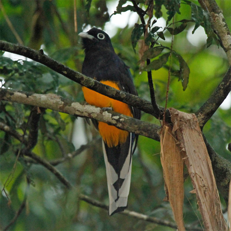 White-tailed Trogon