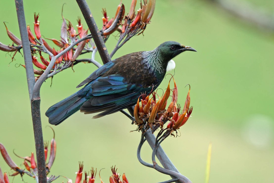 Tui