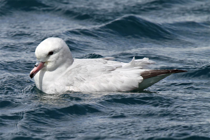 Fulmar Mana Is 2009-12-06