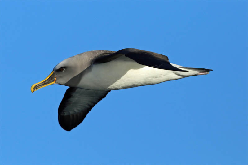 N Bullers Cook St 2015-05-02