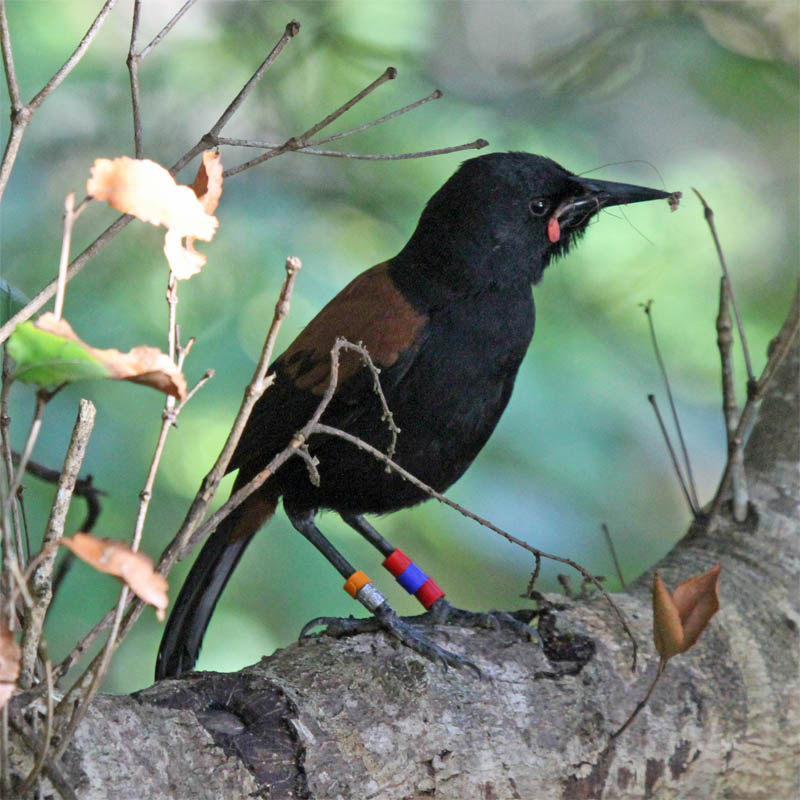 SI Saddleback Ulva 2010-02-25