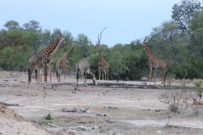 001 Giraffes