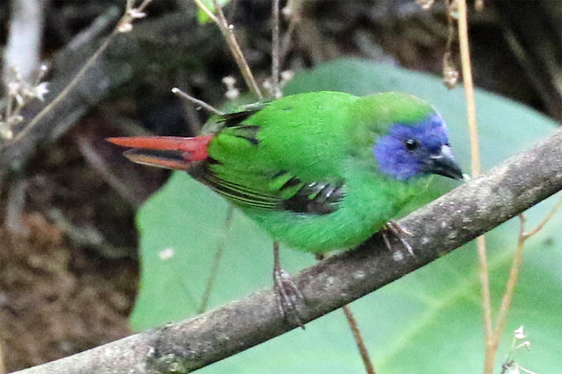 bluefacedparrotfinch