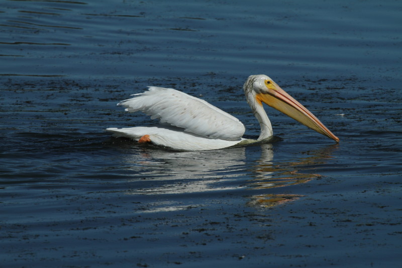 American White Pelican