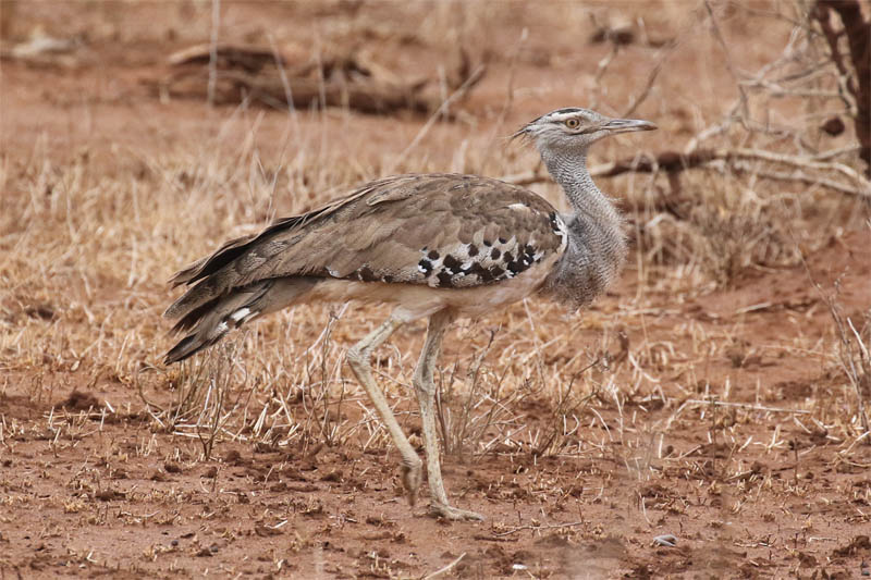Kori Bustard