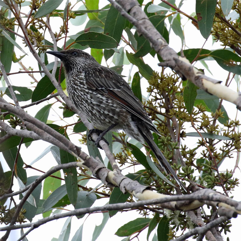 littlewattlebird