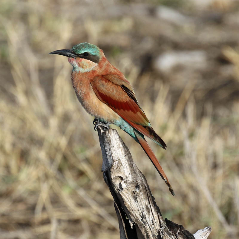 S Carmine Bee-eater