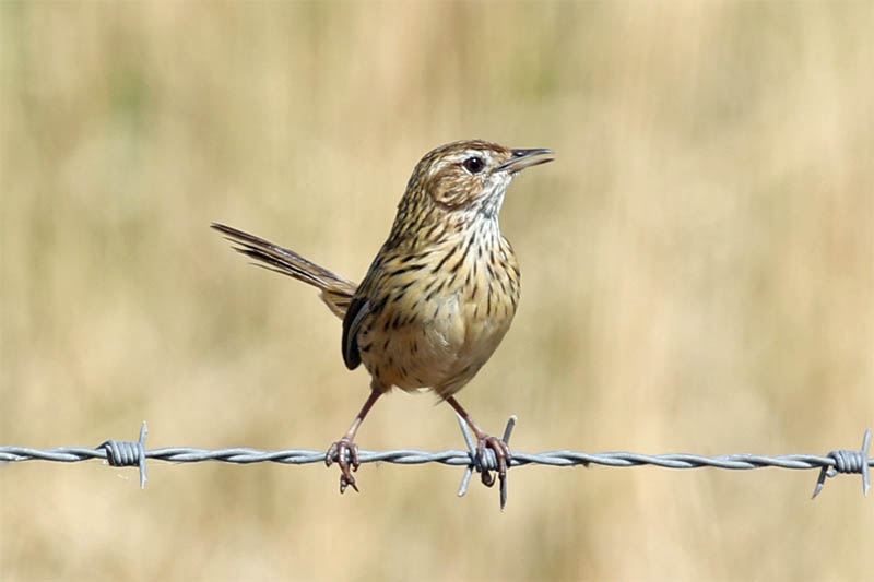 striatedfieldwren