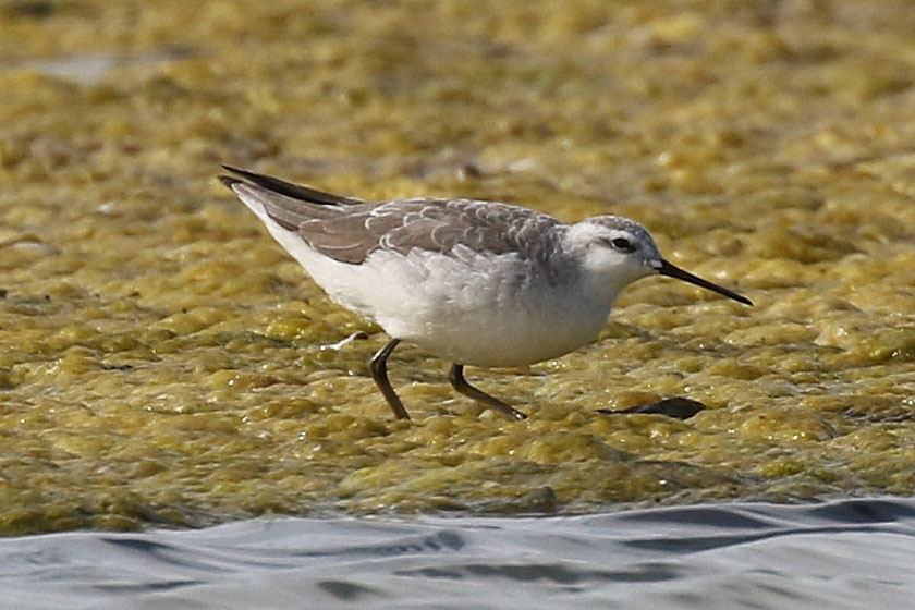 wilsons-phalarope-nov-2016-napier