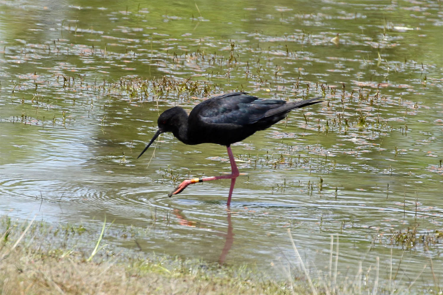 Black Stilt