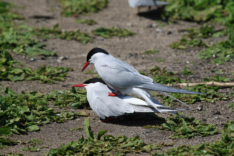 Arctic Tern