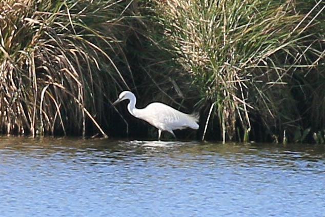 Little Egret, Lake Omanu, 11 Aug 2018
