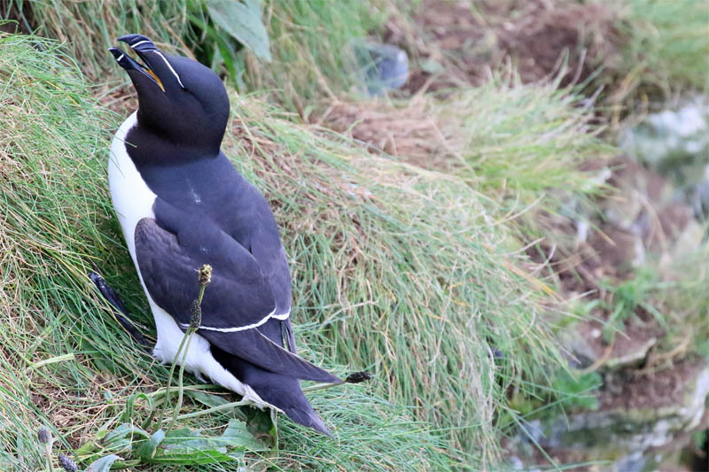 Razorbill