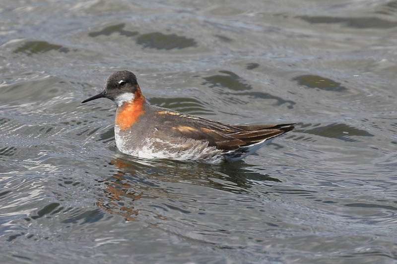 Red-necked Phalarope