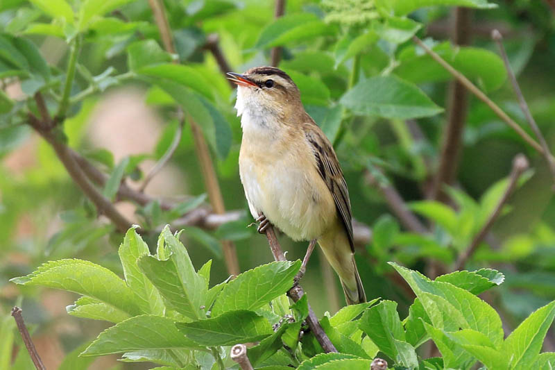 Sedge Warbler