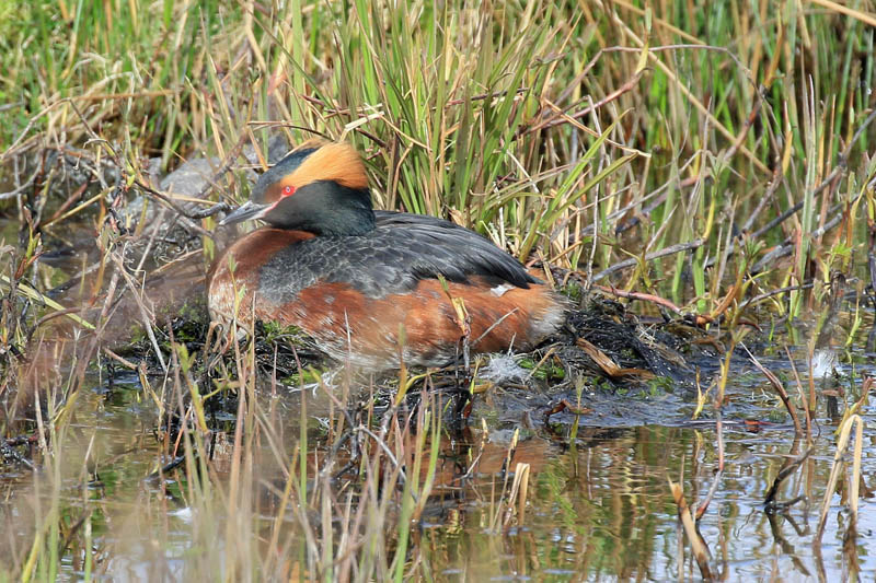 Slavonian Grebe