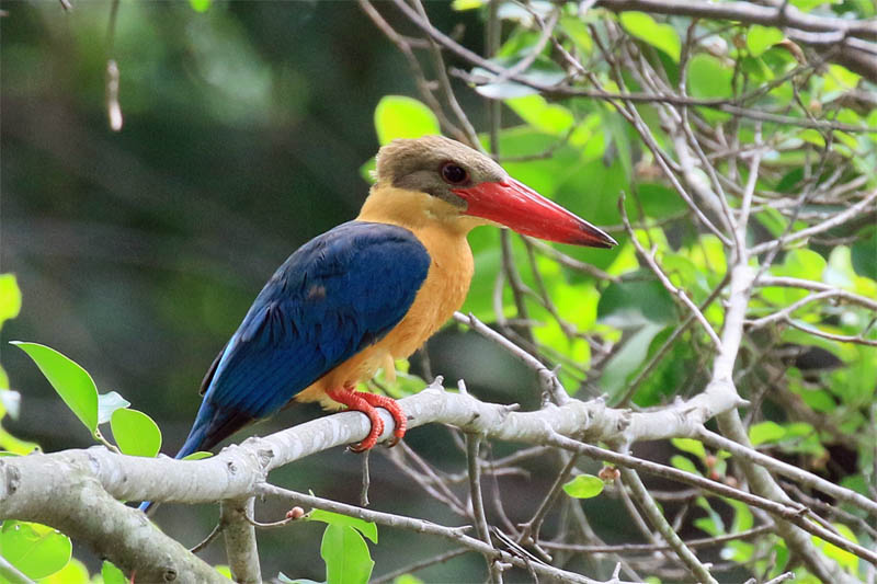 Stork billed Kingfisher