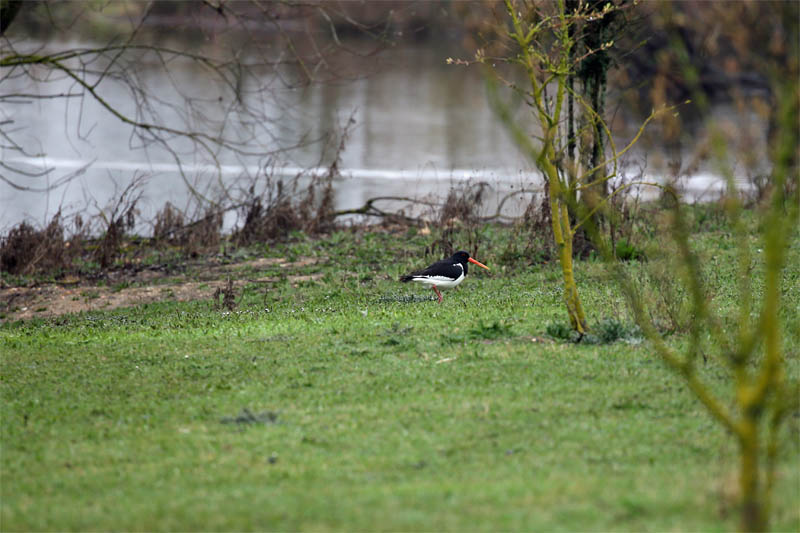 Tyttenganger oystercatcher