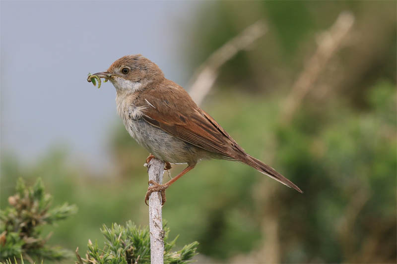 Whitethroat