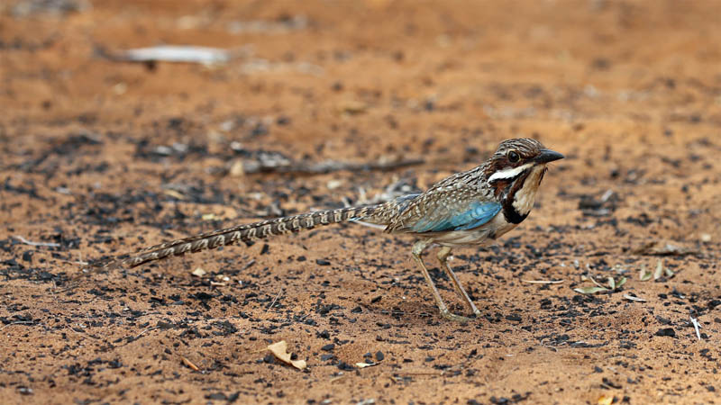 Long tailed Ground Roller