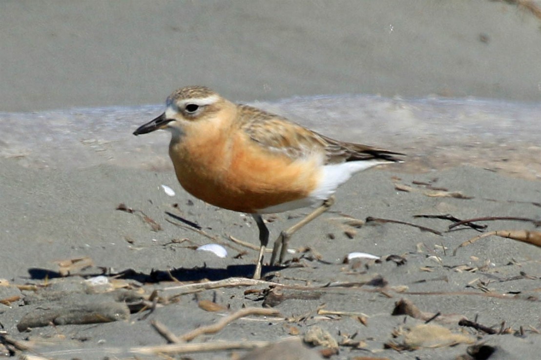 NZ Dotterel Waikanae Beach 21 Sep 2019 1st.jpg